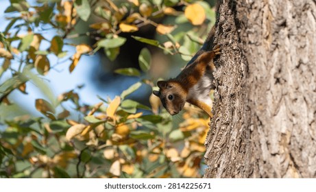 Red Squirrel in Tree - European Sciurus - Detailed Wildlife Portrait in Natural Habitat. High quality photo