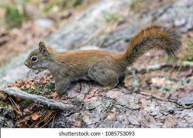 A Red Squirrel In Voyageurs National Park (Minnesota).