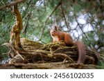 Red squirrel in the west Lake District