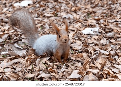 A red squirrel, which has changed the color of its coat for winter, stands on brown dry autumn foliage. The protective coloration of the squirrel, mimicry.