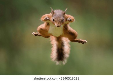 Red Squirrel Wildlife Nature North Yorkshire England Great Britain - Powered by Shutterstock