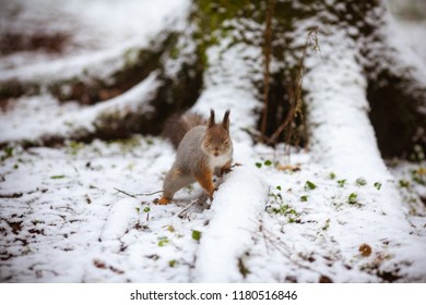 Red Squirrel winter