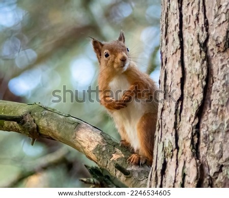 Red squirrel in the woods