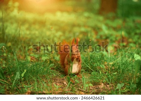 Similar – Image, Stock Photo nutcrackers Environment