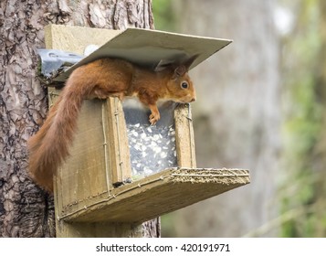 Red Squirrel Feeder Images Stock Photos Vectors Shutterstock