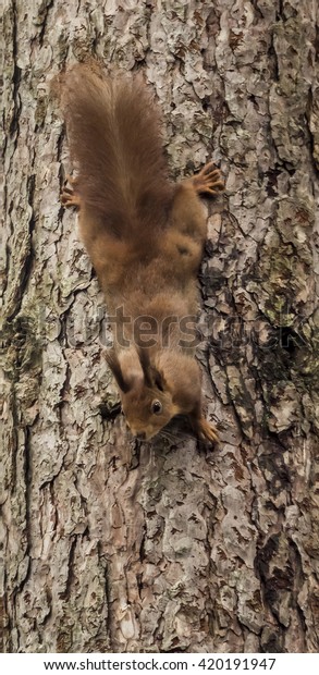 Red Squirrels Feeders Newborough Forest Anglesey Stock Photo Edit