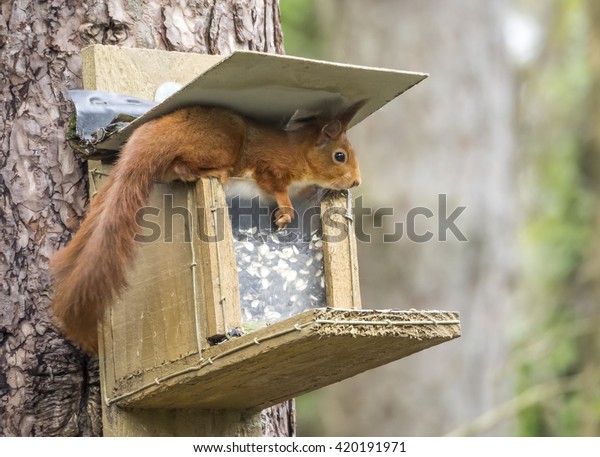 Red Squirrels Feeders Newborough Forest Anglesey Stock Photo Edit