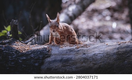 Red Squirrels Foraging on Forest Logs at Pow Hill Country Park, County Durham, Wildlife Behaviour in Natural Woodland Habitat
