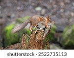 Red squirrels, native to the UK, are now mainly found in Scotland, parts of northern England, and isolated areas like the Isle of Wight. They face threats from competition with grey squirrels