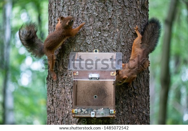 Red Squirrels Using Feeder Box House Stock Photo Edit Now 1485072542