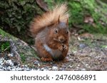 Red Squirrels in the wild foraging and playing at a squirrel sanctuary Hawes Wensleydale. Yorkshire dales UK