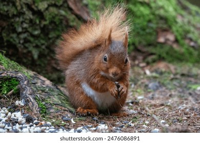 Red Squirrels in the wild foraging and playing at a squirrel sanctuary Hawes Wensleydale. Yorkshire dales UK - Powered by Shutterstock