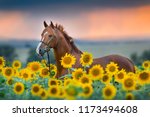 Red stallion in bridle portrait in sunflowers