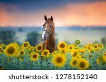 Red stallion in bridle portrait in sunflowers