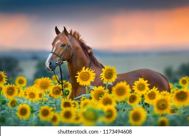 Red stallion in bridle portrait in sunflowers - Powered by Shutterstock