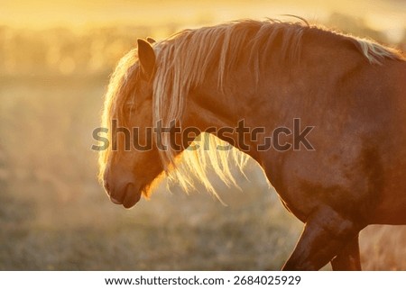 A red stallion with a long mane in the rays of the sunset
