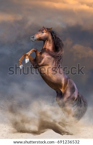 Red stallion with long mane rearing up in sunset dust