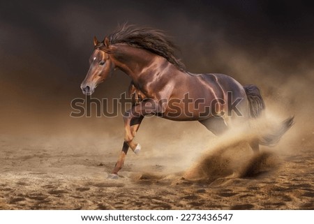 Red stallion with long mane run fast against dramatic sky in dust