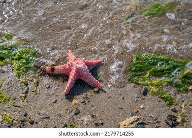 red  star fish shell washed up on a   sand beach with sea weed
