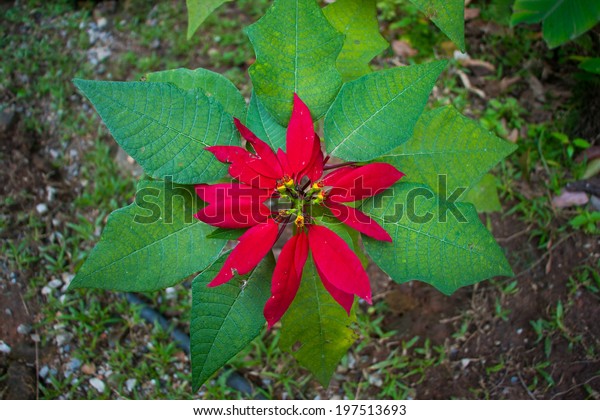 Red Star Flower On Many Green Stock Photo Edit Now 197513693