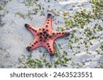 Red starfish feeds on sea grass. bright orange starfish Move slowly on the sand.
Starfish live along the sea grass. When the tide is low, the starfish will be stuck on the seashore. 