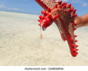 
Red Starfish In Hands With Small Larva