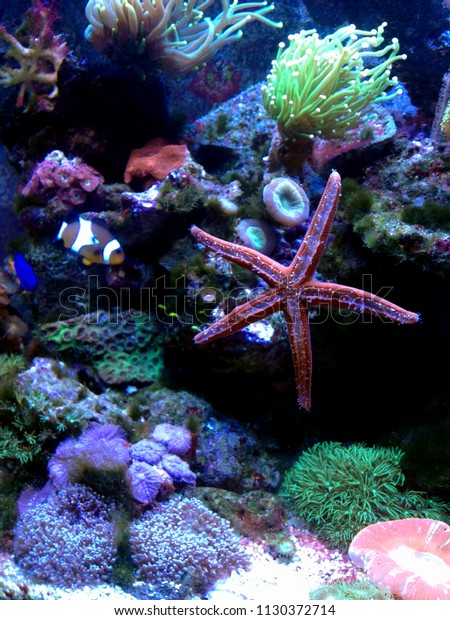 Red Starfish Nano Reef Aquarium Stock Image Download Now