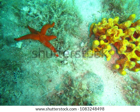 Red starfish next to a yellow sponge on the sandy bottom of the shores of Hvar Island - Croatia