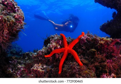 Red Starfish
Ocean 