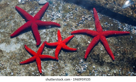 red starfish on the beach of Tinos Greece family of starfish