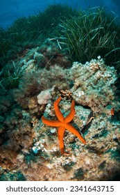A red starfish on the sea bottom under the neptune's seagrass forest at Cabo de Gata Natural Park (Spain)