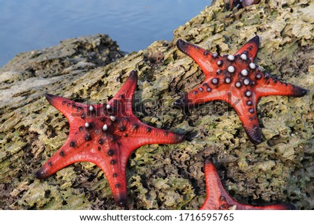 Red starfish on sea rock on sunny tropical beach. View on starfish in the sea by Phu Quoc island in Vietnam. Summer Beach Starfish And Tropical Sea Background. Tourism, travel and vacation concept.