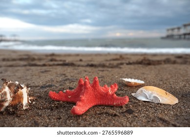 Red starfish and shells on sandy beach at sunset