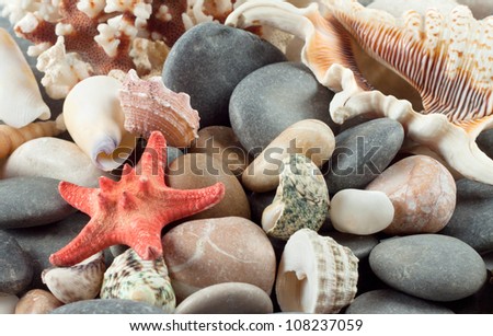 Red starfish with shells on the sea rocks