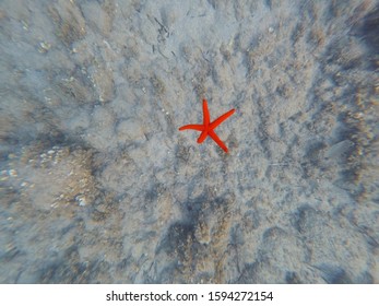 
Red Starfish Sinking Down Under the Sea