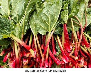 Red stem leaf vegetable called Swiss Chard or Beet Spinach. Heap of organic natural greens