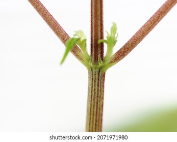 Red Stems Of Cannabis Plant During Phosphorus Deficiency Fertilizer