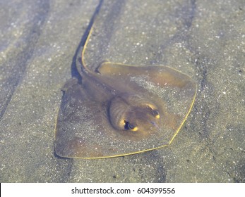 Red Stingray(Dasyatis Akajei)