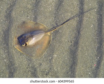 Red Stingray(Dasyatis Akajei)