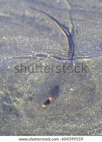 Image, Stock Photo Flasche in Falten Beverage