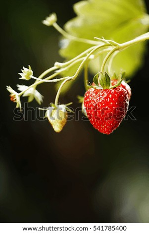 Foto Bild Himbeeren ernten Frucht