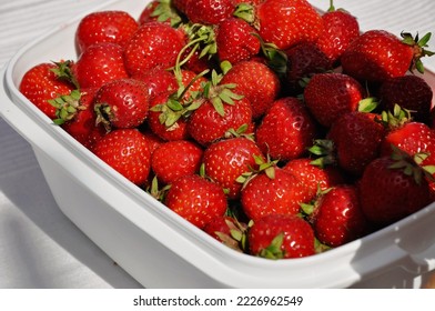 Red strawberries in white plastic bowl. Strawberries are an aphrodisiac and very exotic. Healthy handpicked ripe berries.