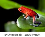Red strawberry poison dart frog on border of panama and costa Rica poisonous animal of tropical rainforest