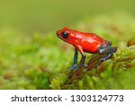 Red Strawberry poison dart frog, Dendrobates pumilio, in the nature habitat, Costa Rica. Close-up portrait of poison red frog. Rare amphibian in the tropic. Wildlife jungle. Frog in the forest.