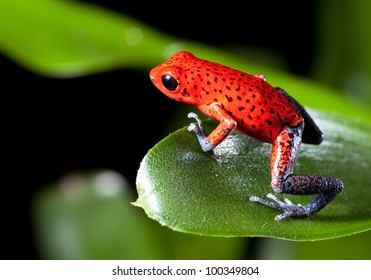 Red Strawberry Poison Dart Frog On Border Of Panama And Costa Rica Poisonous Animal Of Tropical Rainforest