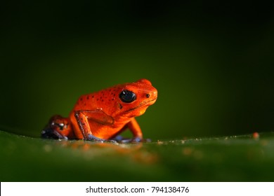 Amphibiens Images, Stock Photos & Vectors | Shutterstock