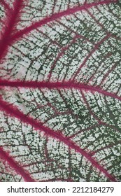 Red Streaks Of Colored Bonsai Leaves