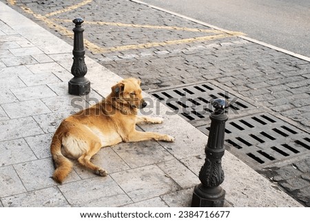  A red street dog rests on a city sidewalk near the road. Homeless animals on the city streets