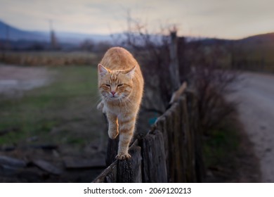 3,719 Cat Walking On Fence Images, Stock Photos & Vectors | Shutterstock