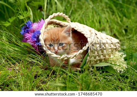 

Red striped little kitten in a wicker basket on green grass with pink and blue flowers. Gift for a child, for a beloved woman